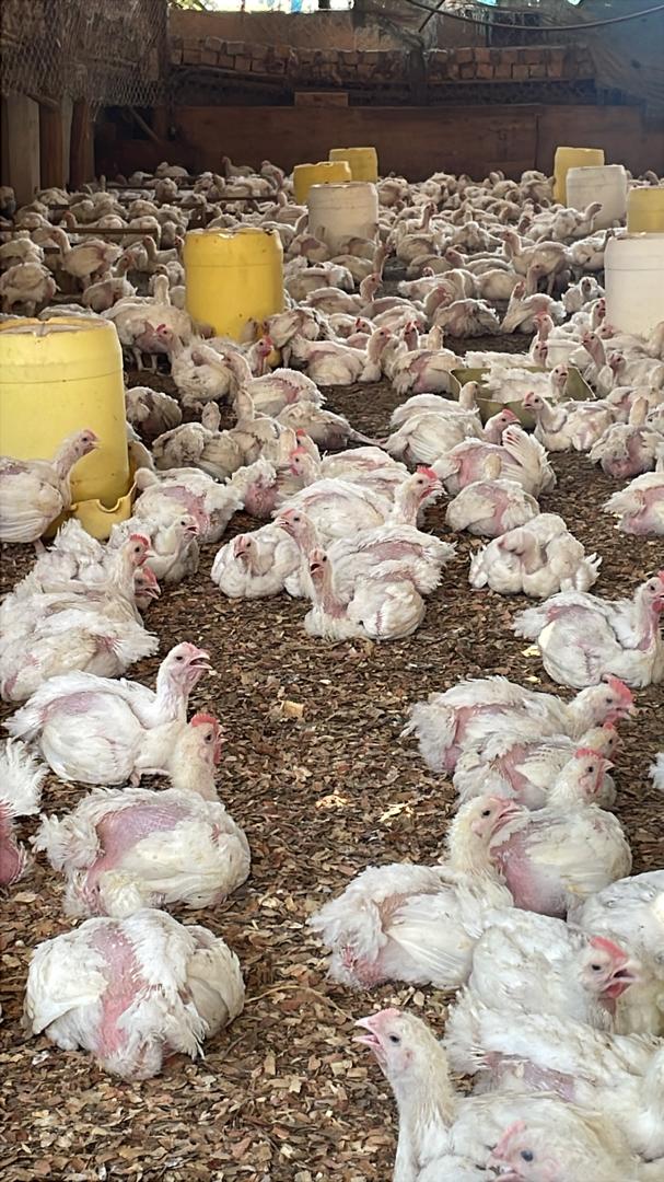 Broiler chickens at AMBA Poultry Farm