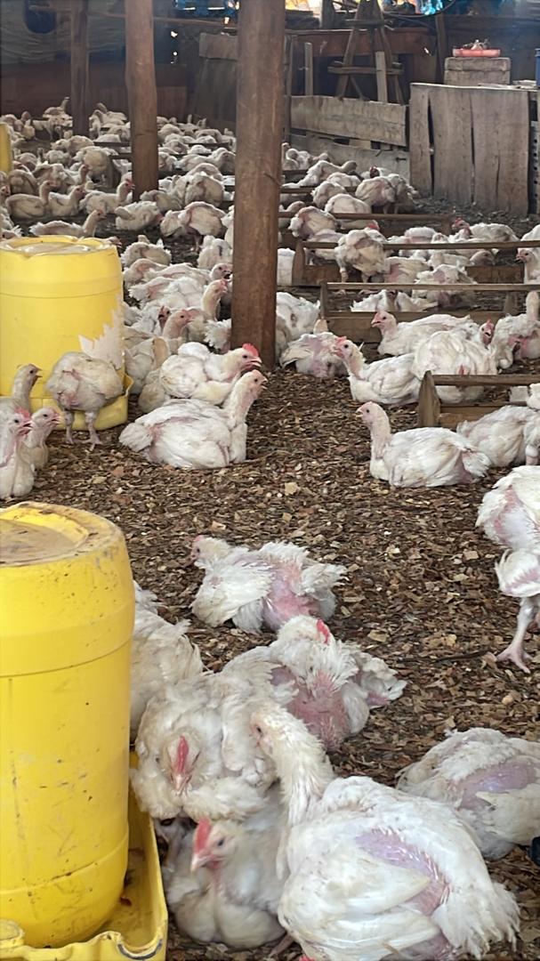 Poultry house at AMBA Poultry Farm